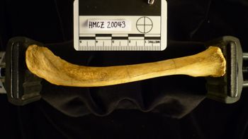 Media type: image;   Mammalogy 20043